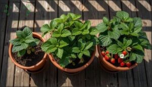 number of plants per container number of plants per container