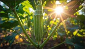 okra: heat-tolerant staple okra: heat-tolerant staple