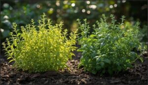 oregano and golden oregano—for dappled light oregano and golden oregano—for dappled light