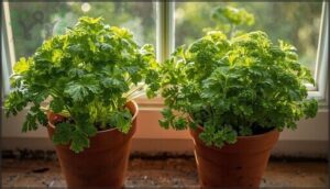 parsley (flat-leaf and curled) parsley (flat-leaf and curled)