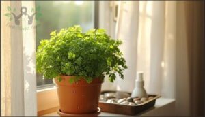 parsley – sunlight and watering tips parsley – sunlight and watering tips