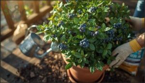 planting and caring for potted blueberries planting and caring for potted blueberries