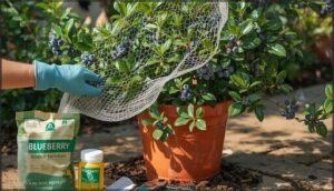 protecting and maintaining blueberry plants protecting and maintaining blueberry plants