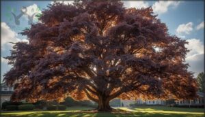 purple copper beech purple copper beech