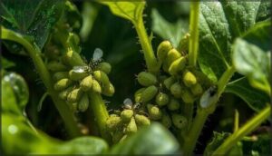 recognizing aphids and whiteflies recognizing aphids and whiteflies