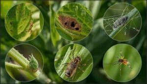 signs of pest damage signs of pest damage