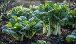 asian greens like bok choy and tatsoi asian greens like bok choy and tatsoi