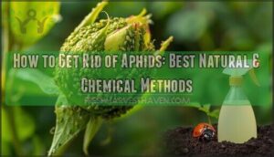 best way to get rid aphids best way to get rid aphids