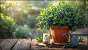 caring for blueberries in pots caring for blueberries in pots
