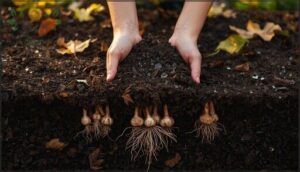caring for fall bulbs after planting caring for fall bulbs after planting