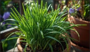 chives chives