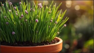 chives – easy and productive chives – easy and productive