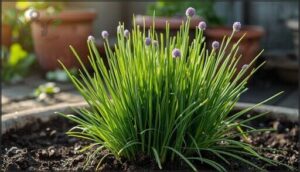 chives – low-maintenance perennial chives – low-maintenance perennial