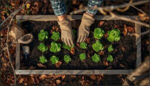 choosing and planting fall lettuce choosing and planting fall lettuce