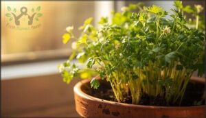 cilantro – quick-growing annual cilantro – quick-growing annual