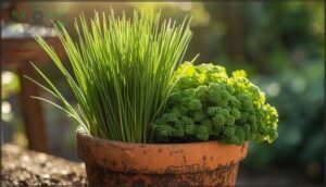 compact chives and parsley compact chives and parsley