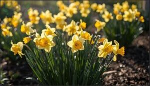 daffodils (e.g., 'tete-a-tete') daffodils (e.g., 'tete-a-tete')
