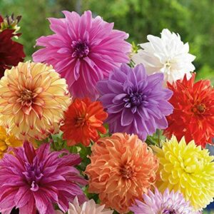 Dinnerplate Dahlia Bulbs Mixed B07B67FJPC