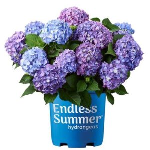 Endless Summer Hydrangea Bloomstruck, 2 B0861DCSF8