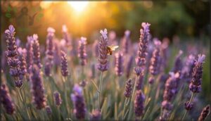 english lavender (lavandula angustifolia) english lavender (lavandula angustifolia)