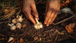 garlic—plant in fall for summer harvest garlic—plant in fall for summer harvest