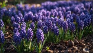 grape hyacinth: easy naturalizers grape hyacinth: easy naturalizers