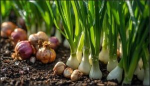 green onions and alliums for spring green onions and alliums for spring