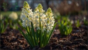 hyacinths (e.g., 'carnegie') hyacinths (e.g., 'carnegie')
