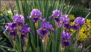 iris: sword-like foliage and drama iris: sword-like foliage and drama