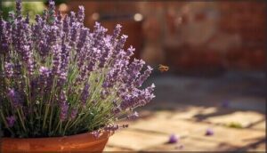 lavender – aromatic and attractive lavender – aromatic and attractive