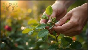 manual methods to remove aphids manual methods to remove aphids