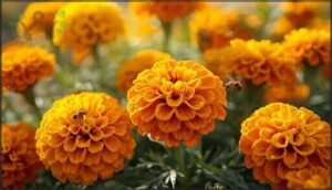 marigolds – warm, cheerful petals marigolds – warm, cheerful petals