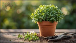 marjoram – sweet and manageable marjoram – sweet and manageable