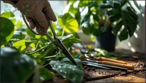 pruning and grooming houseplants pruning and grooming houseplants