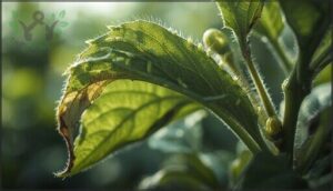 recognizing aphid damage on leaves recognizing aphid damage on leaves