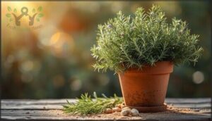 rosemary – fragrant and hardy rosemary – fragrant and hardy