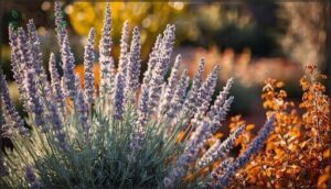 russian sage russian sage