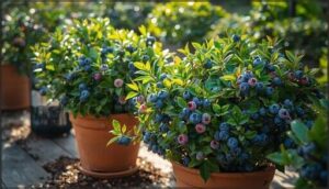 selecting blueberry varieties for containers selecting blueberry varieties for containers
