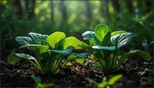 spinach and kale performance in low light spinach and kale performance in low light