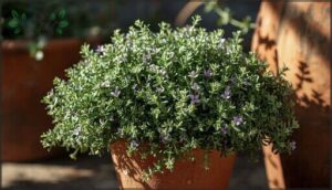 thyme – compact and aromatic thyme – compact and aromatic