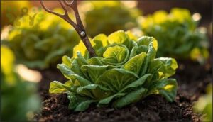 when is lettuce ready to harvest when is lettuce ready to harvest