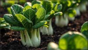 asian greens like bok choy and tatsoi asian greens like bok choy and tatsoi
