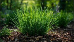 chives—hardy and low-light friendly chives—hardy and low-light friendly