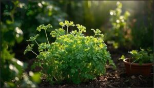 cilantro—prefers filtered sun cilantro—prefers filtered sun