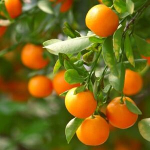 Clementine Mandarin Tree 2 5 B0DSL2LG4Z