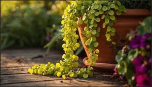 creeping jenny creeping jenny