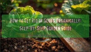 getting rid slugs organic garden getting rid slugs organic garden