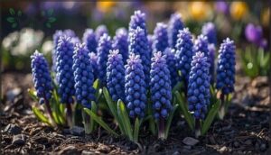 grape hyacinths: easy naturalizers grape hyacinths: easy naturalizers