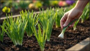 green onions and alliums for spring green onions and alliums for spring