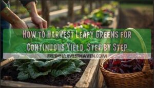 harvesting leafy greens for continuous yield harvesting leafy greens for continuous yield